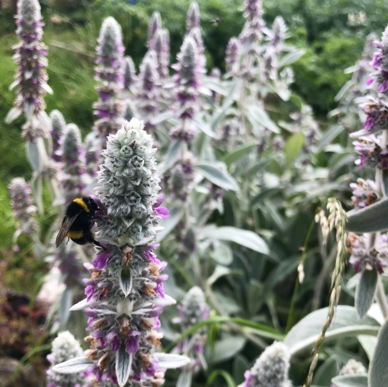 Chitts Hill Allotment & Garden Society